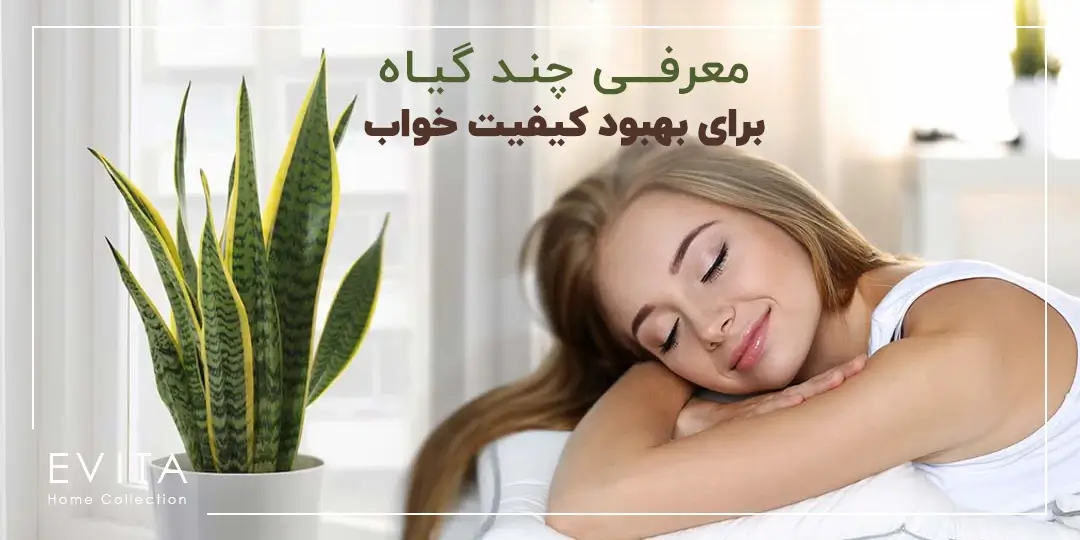 چند گیاه مناسب اتاق خواب برای بهبود کیفیت خواب