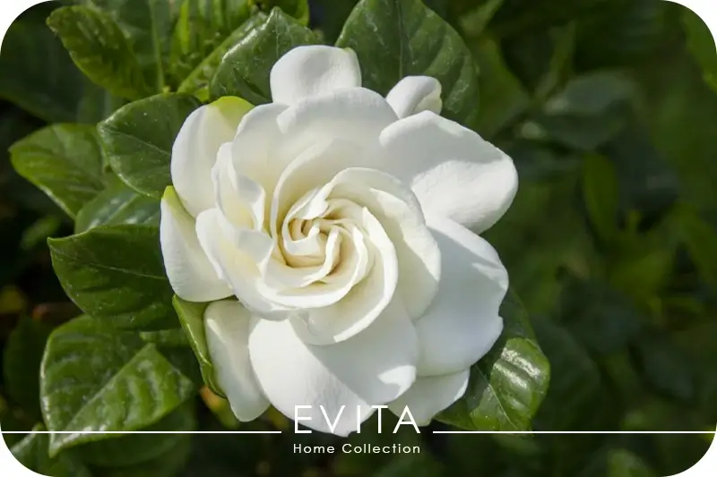 گیاه گاردنیا برای بهبود کیفیت خواب